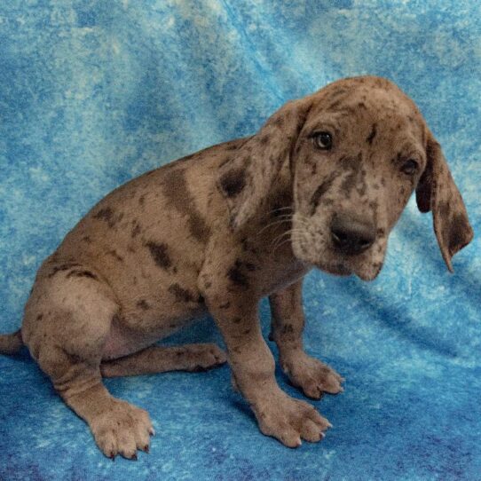 Great Dane DOG Female Blue Merle 2232 Petland Pensacola, Florida