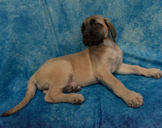 English Mastiff-DOG-Female-Fawn-2229-Petland Pensacola, Florida