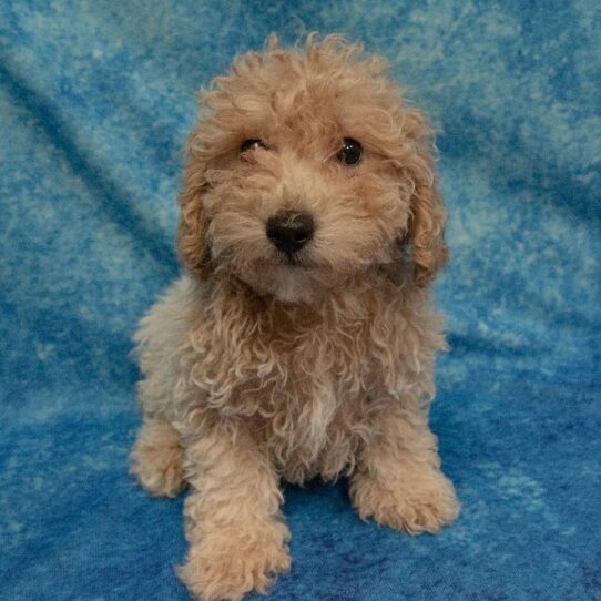 Bichon-Poodle DOG Male Apricot 2230 Petland Pensacola, Florida