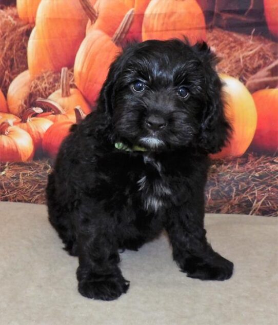 Cockapoo DOG Male Black 2262 Petland Pensacola, Florida