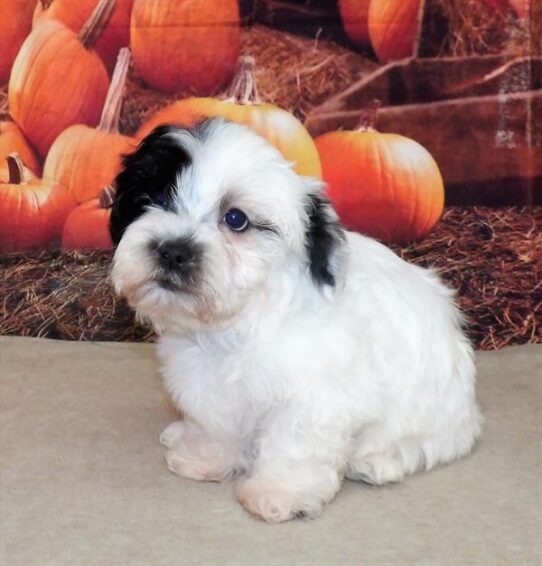 Havanese DOG Male White / Black 2264 Petland Pensacola, Florida