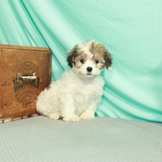 Lhasa-Poo DOG Male White / Gold 2265 Petland Pensacola, Florida