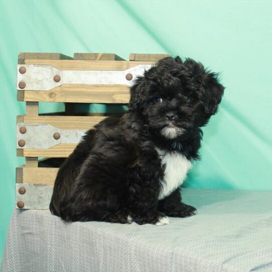 Poodle/Shih Tzu-DOG-Male-Black-2267-Petland Pensacola, Florida