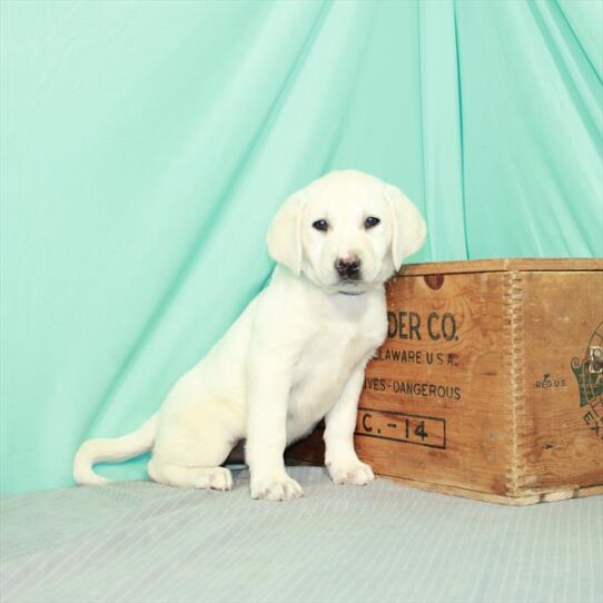 Labrador Retriever-DOG-Female-Yellow-2270-Petland Pensacola, Florida