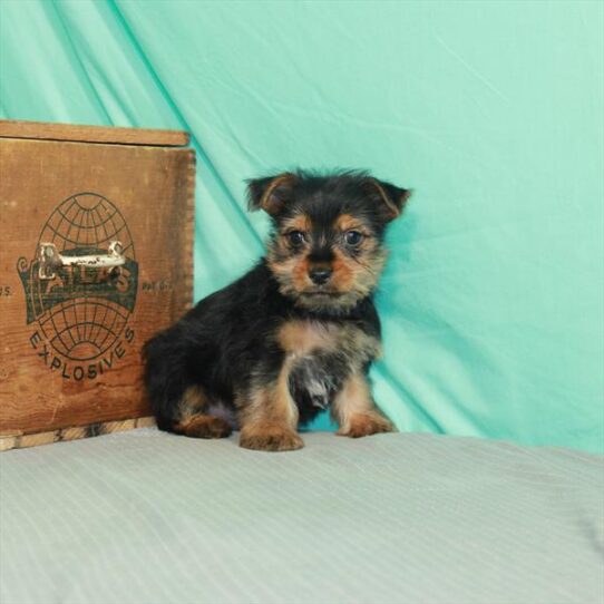 Yorkie DOG Male Black / Tan 2271 Petland Pensacola, Florida