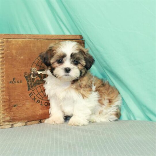 Shih Tzu-Teddy Bear DOG Female White / Red Fawn 2272 Petland Pensacola, Florida