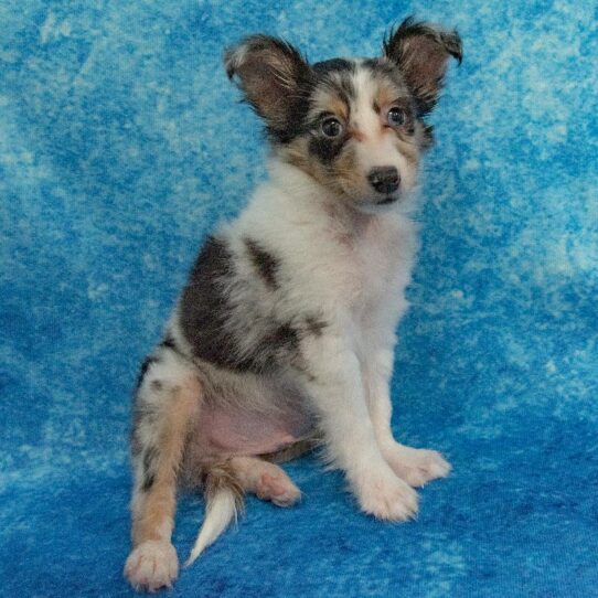 Sheltie-DOG-Male-Blue Merle-2283-Petland Pensacola, Florida