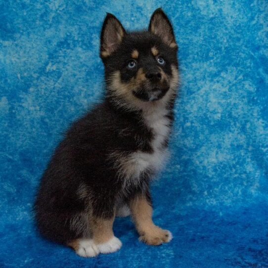 Pomsky DOG Male Black/Tan/White Markings 2281 Petland Pensacola, Florida