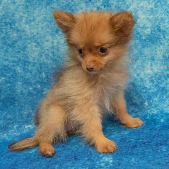 Pomeranian DOG Female Red 2280 Petland Pensacola, Florida