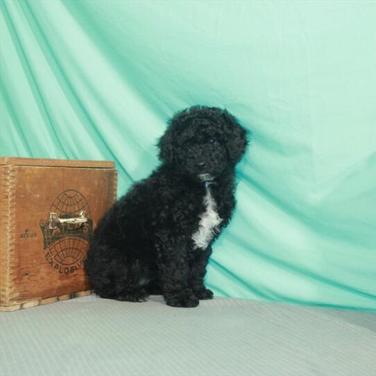 Mini Bernedoodle DOG Female Black 2297 Petland Pensacola, Florida