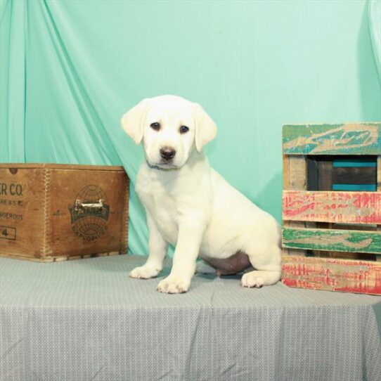 Labrador Retriever DOG Male Yellow 2298 Petland Pensacola, Florida