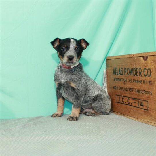 Australian Cattle Dog DOG Male Blue 2299 Petland Pensacola, Florida