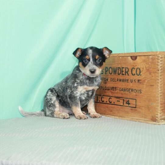 Australian Cattle Dog-DOG-Female-Blue-2300-Petland Pensacola, Florida