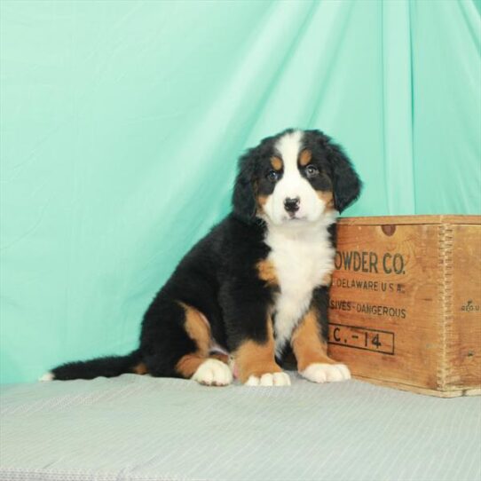 Bernese Mountain Dog DOG Male Black / Tan 2301 Petland Pensacola, Florida