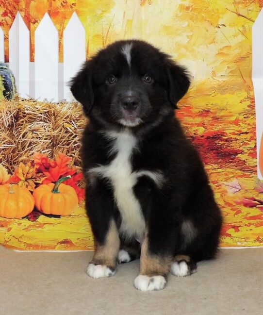 Miniature Australian Shepherd DOG Male Black 2303 Petland Pensacola, Florida