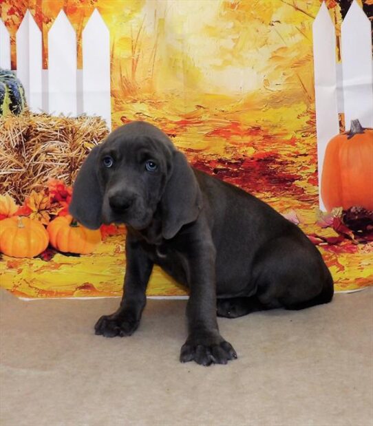 Weimaraner DOG Male Blue 2304 Petland Pensacola, Florida