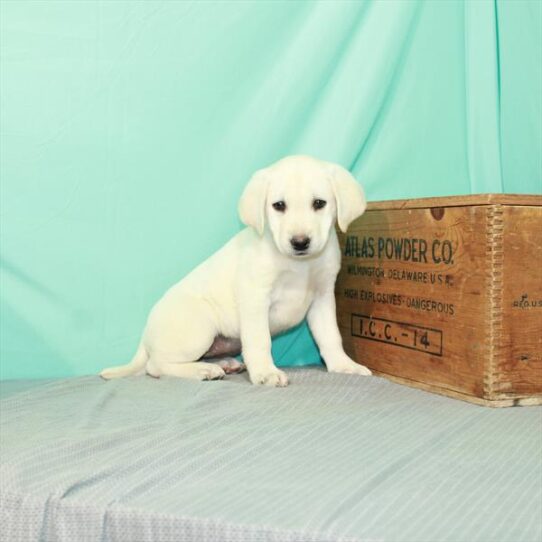 Labrador Retriever DOG Female Yellow 2337 Petland Pensacola, Florida