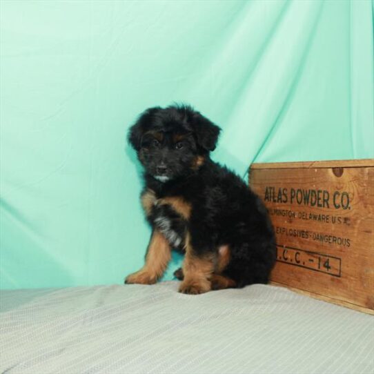 Mini Aussiedoodle DOG Male Black / Tan 2338 Petland Pensacola, Florida