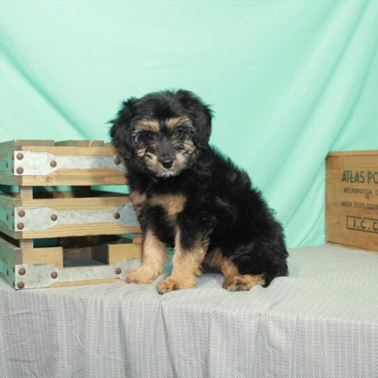 Mini Aussiedoodle DOG Female Black / Tan 2339 Petland Pensacola, Florida