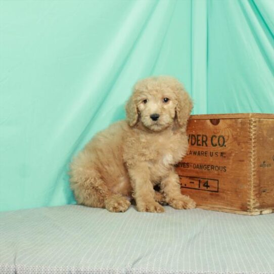 Goldendoodle DOG Male Apricot 2340 Petland Pensacola, Florida