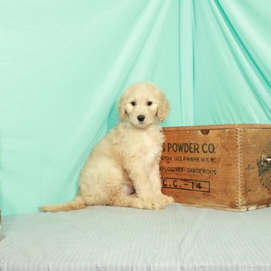 Goldendoodle DOG Female Light Golden 2341 Petland Pensacola, Florida