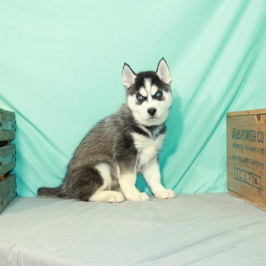 Siberian Husky DOG Female Black / White 2342 Petland Pensacola, Florida