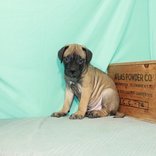 Bullmastiff-DOG-Male-Fawn-2343-Petland Pensacola, Florida