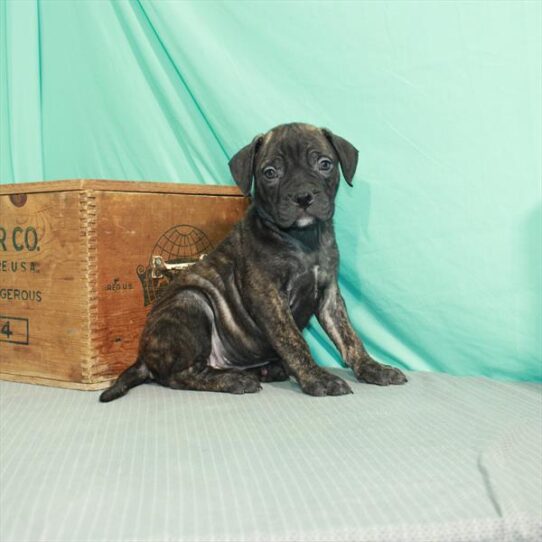 Bullmastiff DOG Female Brindle 2344 Petland Pensacola, Florida