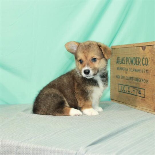 Pembroke Welsh Corgi DOG Female Red Sable 2345 Petland Pensacola, Florida