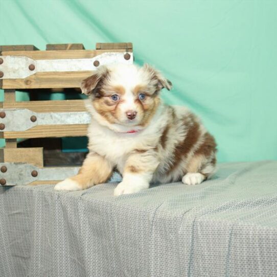 Australian Shepherd DOG Female Red Merle 2348 Petland Pensacola, Florida