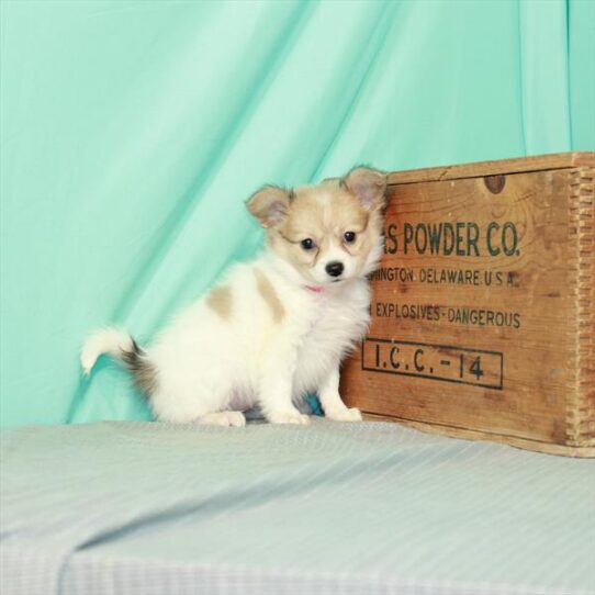 Papillon DOG Female White / Red 2349 Petland Pensacola, Florida