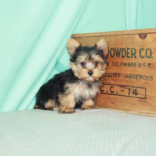 Yorkie DOG Male Black / Tan 2350 Petland Pensacola, Florida