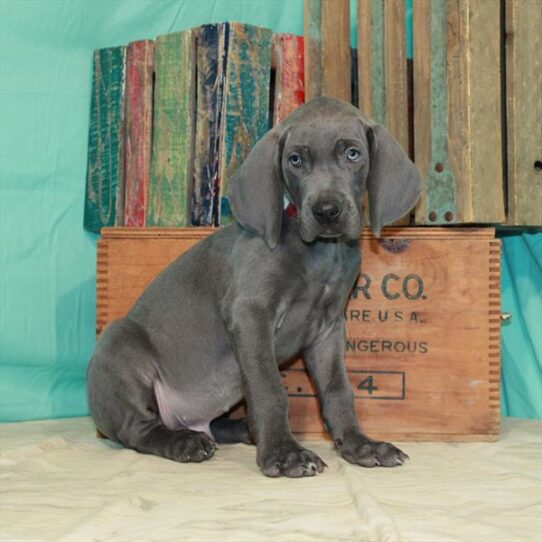 Weimaraner DOG Male Blue 535 Petland Pensacola, Florida