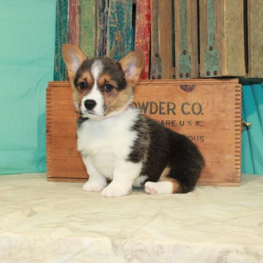 Pembroke Welsh Corgi-DOG-Female-Black Tan / White-537-Petland Pensacola, Florida