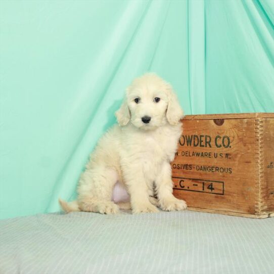 Goldendoodle 2 Gen-DOG-Female-Cream-2376-Petland Pensacola, Florida