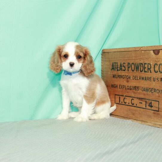 Cavalier King Charles Spaniel DOG Female Blenheim / White 2378 Petland Pensacola, Florida