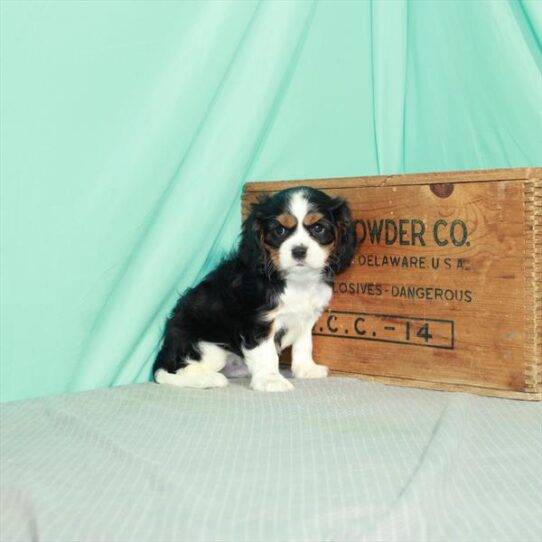 Cavalier King Charles Spaniel DOG Male Black / Tan 2379 Petland Pensacola, Florida