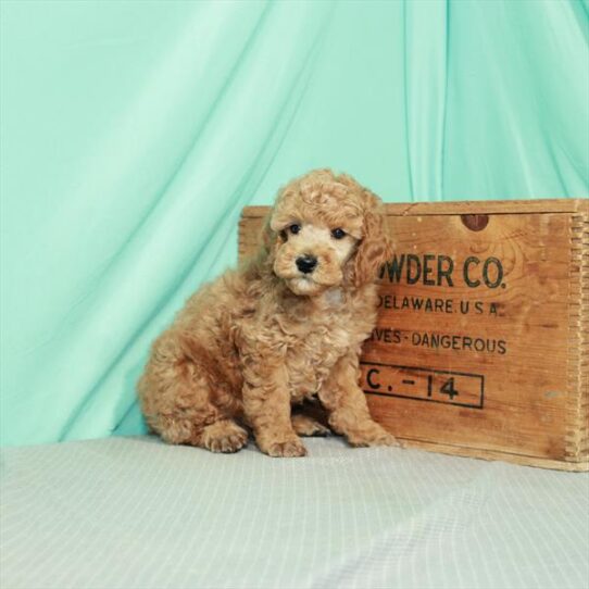 Poodle DOG Male Red 2380 Petland Pensacola, Florida