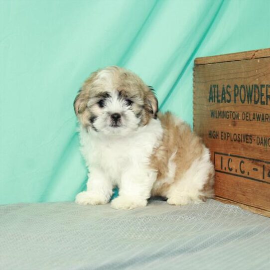 Poodle/Shih Tzu-DOG-Female-White / Gold-2381-Petland Pensacola, Florida