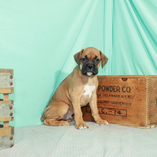 Boxer DOG Male Fawn 2382 Petland Pensacola, Florida