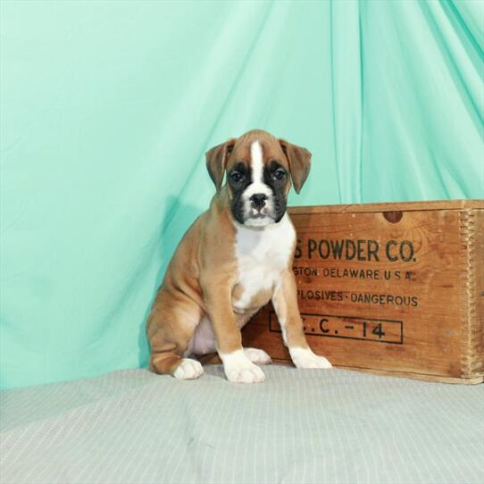 Boxer DOG Female Fawn 2383 Petland Pensacola, Florida