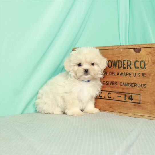 Peke-a-poo-DOG-Male-Cream-2384-Petland Pensacola, Florida