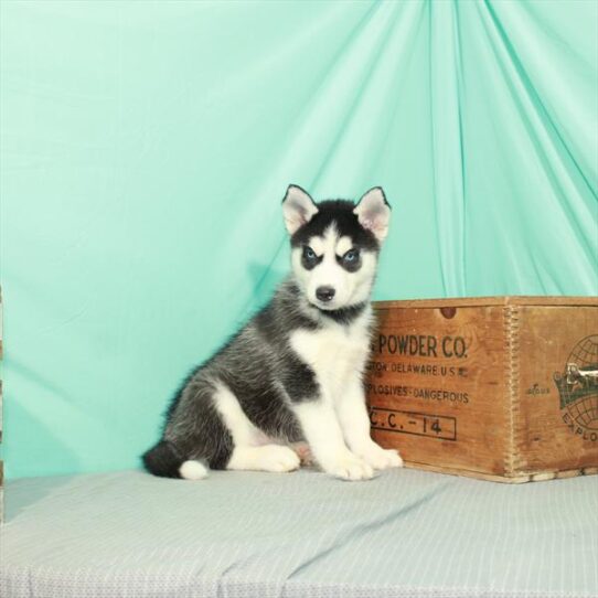 Siberian Husky DOG Male Black / White 2385 Petland Pensacola, Florida