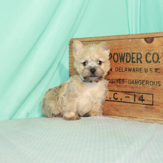 Cairn Terrier-DOG-Male-Wheaten-2386-Petland Pensacola, Florida