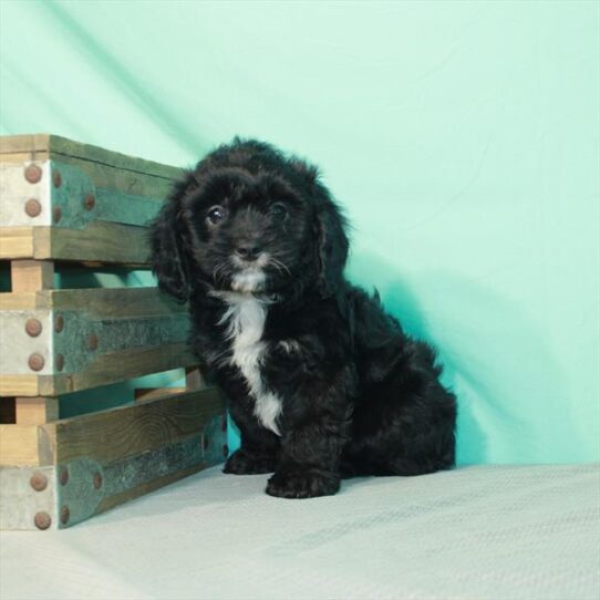 Cavapoo DOG Male Black 2388 Petland Pensacola, Florida