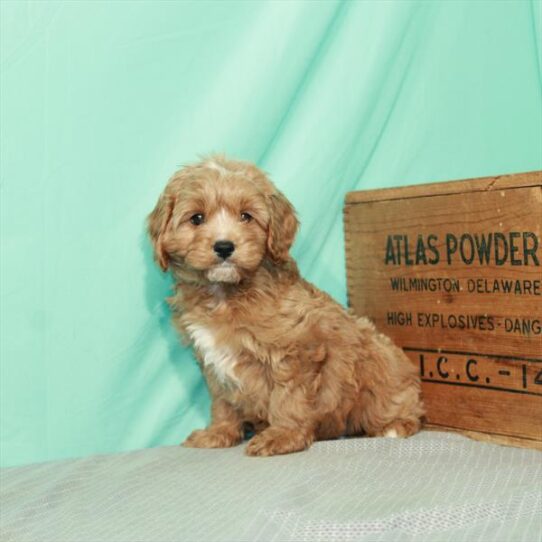 Cavapoo DOG Male Red 2389 Petland Pensacola, Florida