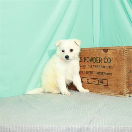 American Eskimo Dog DOG Male White 2390 Petland Pensacola, Florida