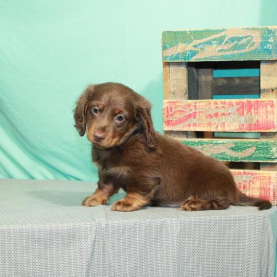 Dachshund DOG Male Chocolate / Tan 2391 Petland Pensacola, Florida