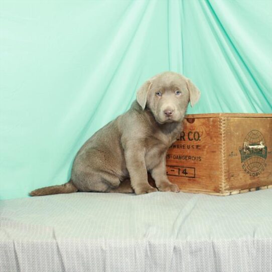 Labrador Retriever DOG Male Silver 2415 Petland Pensacola, Florida