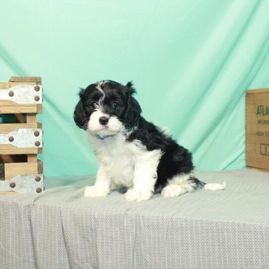 Cavapoo DOG Female Black / White 2416 Petland Pensacola, Florida